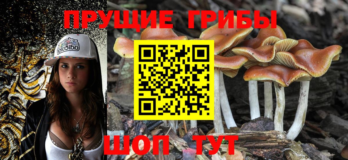 как найти закладки  Вход с VPN  Великий Устюг  Псилоцибиновые грибы Psilocybine cubensis 
